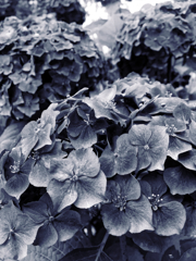 hydrangea