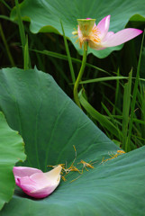 lotus #13