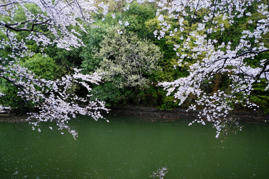 恋しくて、菜種梅雨に濡れる桜 #7