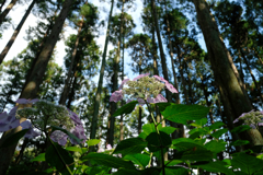 八幡宮の紫陽花 #6