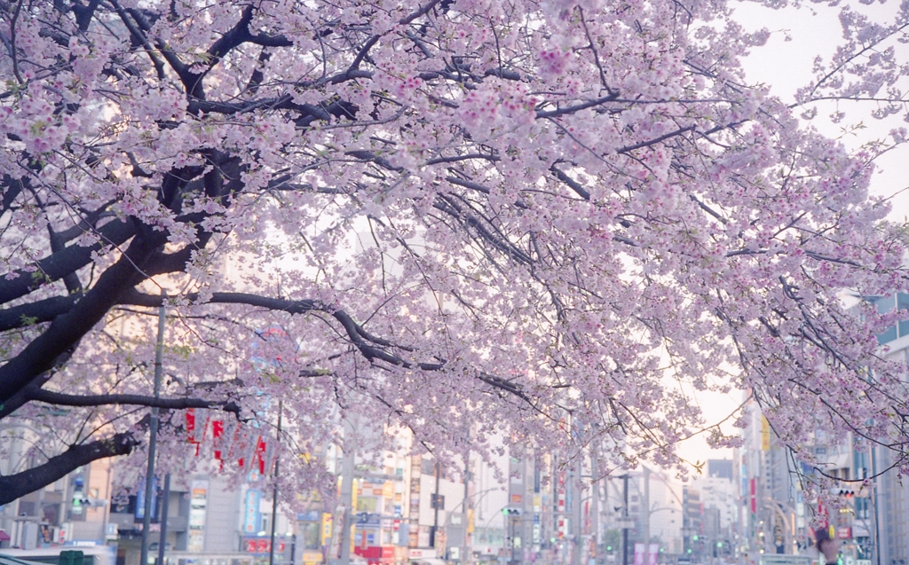 a spring day in the Ueno #13