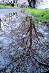 恋しくて、菜種梅雨に濡れる桜 #8