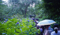 水無月の明月院 #8