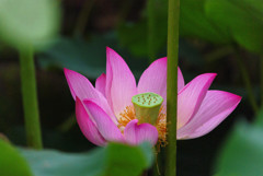lotus #11