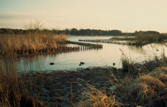 konica C35FD #6