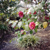 RICOH GR1s #53