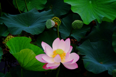 lotus #3