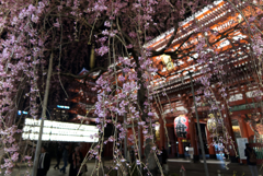 Asakusa camera #61