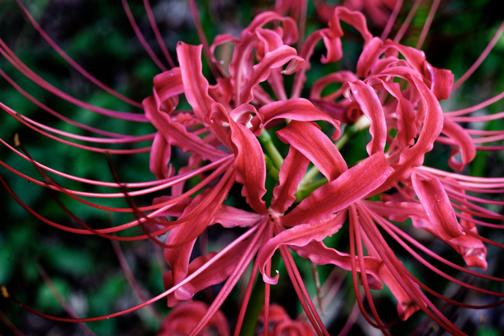 火花