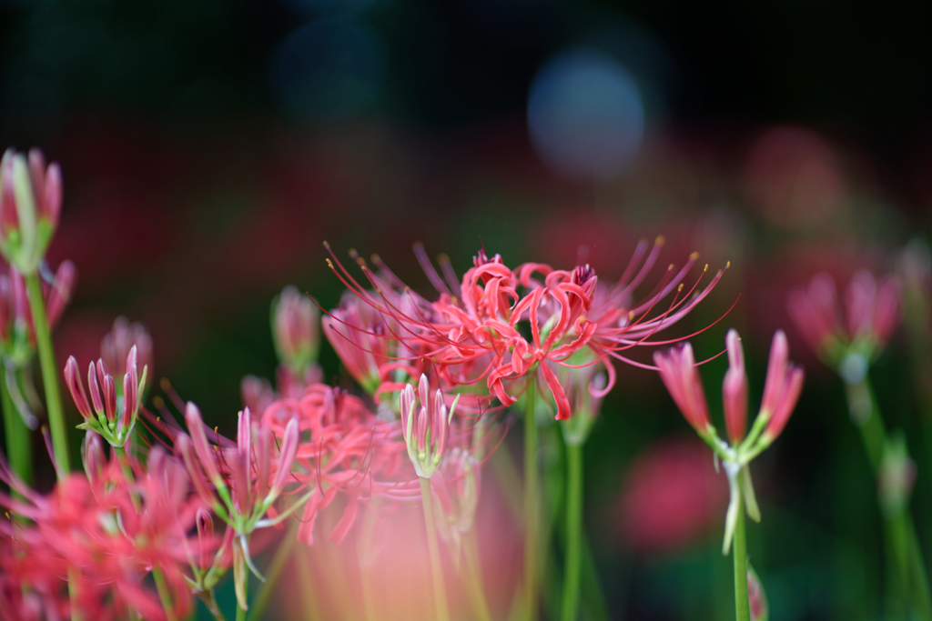 曼珠沙華 #7