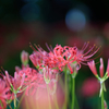 曼珠沙華 #7