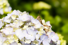 hydrangea #8