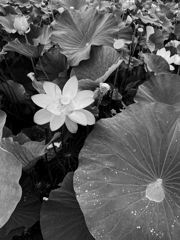 lotus #34