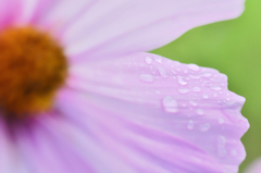 雨に濡れる花 #4