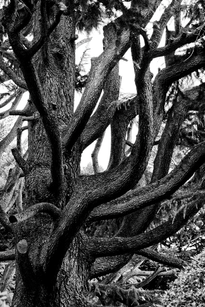 千枝のヒマラヤ杉