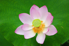 lotus #9
