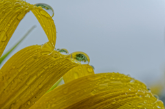 rainy sunflower #7