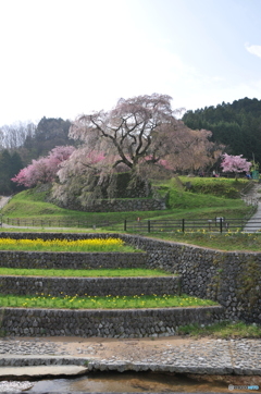 18年4月7日　又兵衛桜03