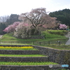 18年4月7日　又兵衛桜03