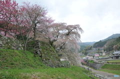 18年4月7日　又兵衛桜01