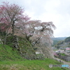 18年4月7日　又兵衛桜01