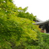 Kyoto9