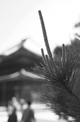 Trip to Kamakura35