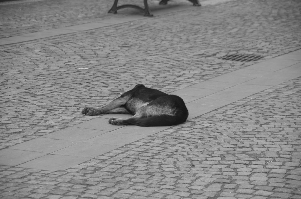 Bucuresti16