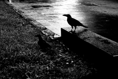Tokyo743-目黒 『Crows』