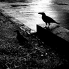 Tokyo743-目黒 『Crows』