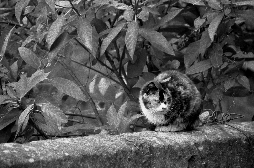 Nagasaki180-長崎『猫』