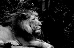 Tokyo512-上野　『百獣の王』