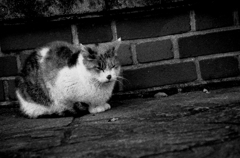Nagasaki39-長崎『平和公園の猫』
