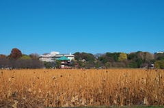 Tokyo18