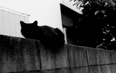 Tokyo640^早稲田 『黒猫』