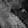 Hiroshima120-宮島『川と鹿』