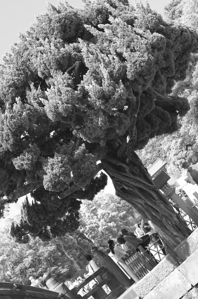 Trip to Kamakura34