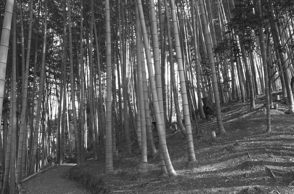 Kyoto19