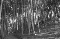 Kyoto19