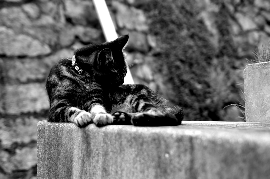 Hiroshima25-尾道『猫』