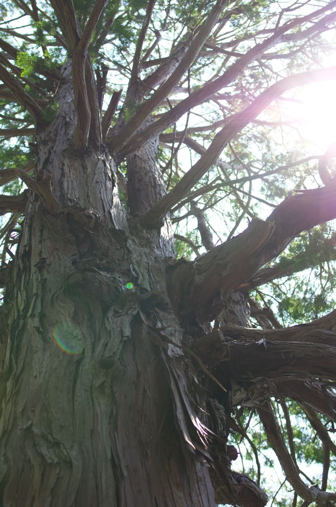 Trip to Kamakura22