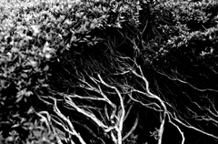 Tokyo802-目黒 『Small Mangrove』