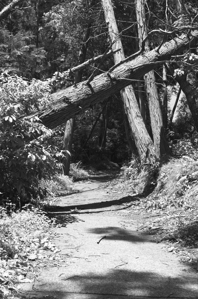 Trip to Kamakura48