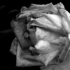 Tokyo1107西尾久『薔薇Ⅱ』