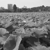Tokyo105