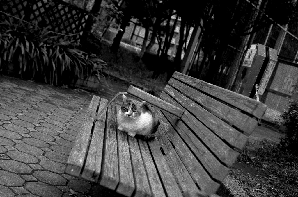 Tokyo1108-西尾久『猫』