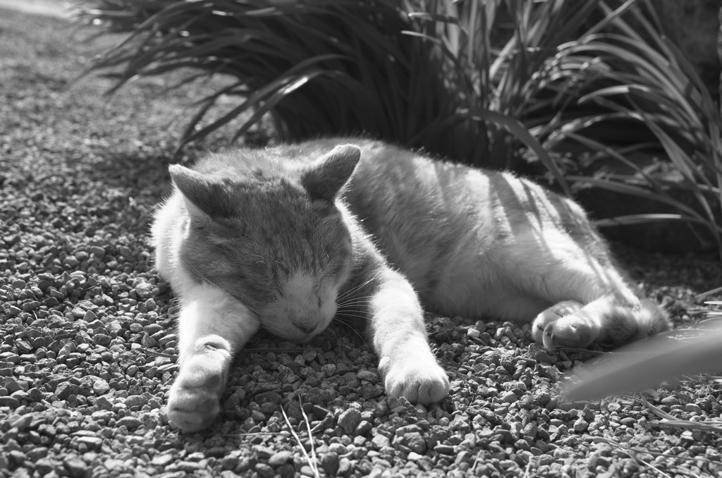 Trip to Kamakura38