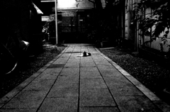Tokyo893-雑司ヶ谷 『猫』