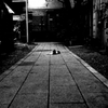 Tokyo893-雑司ヶ谷 『猫』