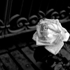 Tokyo1106-西尾久『薔薇Ⅰ』